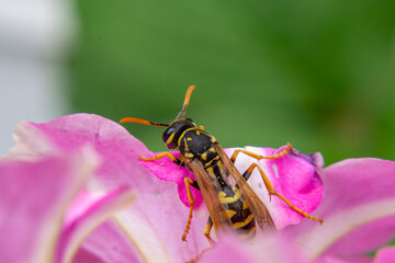 Macro photograph of a wasp sitting on the petals of a pink flower. The shot shows details of the insect's body against a blurred green background