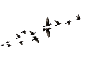 Flock of birds in flight