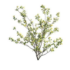 A delicate flowering shrub bursting with springtime life, showcasing pale yellow blossoms against a stark white background, illustrating vibrant natural beauty.