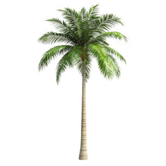 A majestic palm tree standing tall against a bright white background, showcasing its vibrant green fronds and textured trunk.