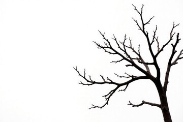 Obraz premium Dark brown isolated branches against white backdrop, texture, dark, contrast