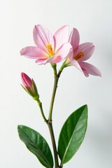 Delicate flower blooms on a crisp white background, plant, petals