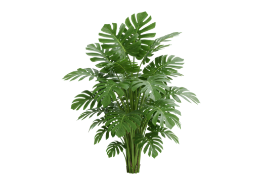 Lush tropical plant