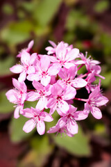 Obraz premium close-up of a cluster of delicate pink flowers