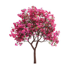 Obraz premium A vibrant pink bougainvillea tree in full bloom, radiating joyful energy against a stark white background, showcasing its delicate blossoms and elegant branches.