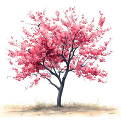 Fototapeta premium Cherry Blossom Tree Illustration: A delicate watercolor illustration of a vibrant pink cherry blossom tree, its branches reaching out like delicate arms towards the sky.
