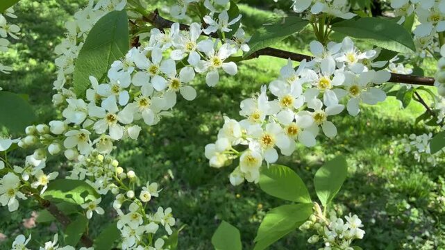 White flowers Prunus padus, known as bird cherry, hackberry, hagberry, or Mayday tree.