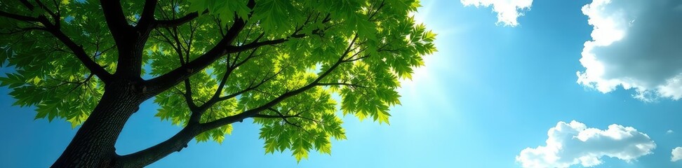 Obraz premium Lush tree branches stretching towards the sky, solitude, isolation