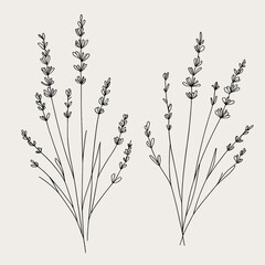 Minimalistic line drawing of lavender plants representing nature and tranquility