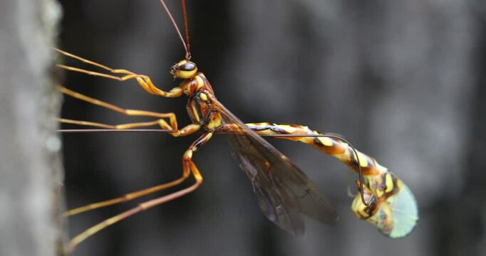 Detailed shot of a colorful parasitic wasp in profile, highlighting its intricate body and exceptionally long ovipositor