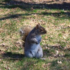 公園にいるリス　カナダ モントリオール