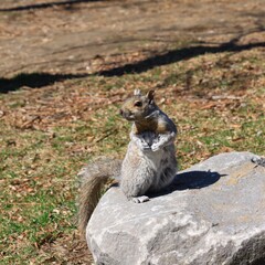 公園にいるリス　カナダ モントリオール