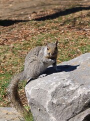 Obraz premium 公園にいるリス カナダ モントリオール