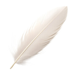 A single white feather isolated against a transparent background in a studio setting and soft lighting png