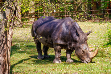 Fototapeta premium The white rhinoceros, white rhino or square-lipped rhinoceros (Ceratotherium simum) is the largest extant species of rhinoceros, zoo in Poznan, Poland. 