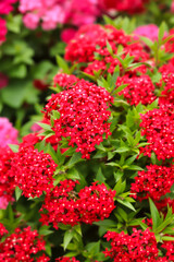 cluster of vibrant red flowers in full bloom