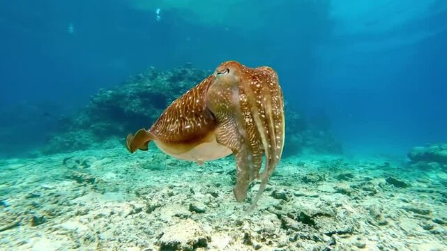 Cuttlefish Swimming Over Coral Reef in Clear Tropical Waters

