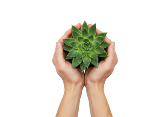 Hands holding small succulent