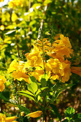 Yellow flower, Yellow elder flower or Tecoma stans during sunny day. Vertical image of Trumpetflower with natural light. Sunshine, vibe, plants, tree, garden concept for wallpaper, print, cover, card.