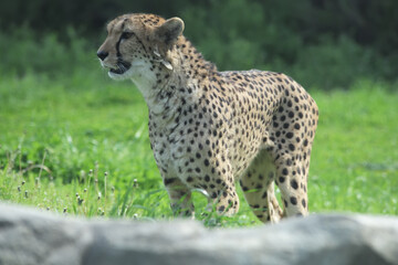 茶色の地面に草が伸びて緑に変わるとチーターは大地を駆け巡る衝動を抑えることができない
