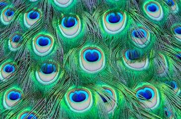 Obraz premium peacock feathers as background