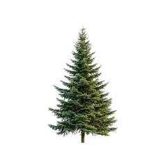 Fototapeta premium Majestic Evergreen Fir Tree Isolated on Transparent Background
