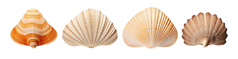 A row of four different seashells with varying colors and patterns against a transparent background space png