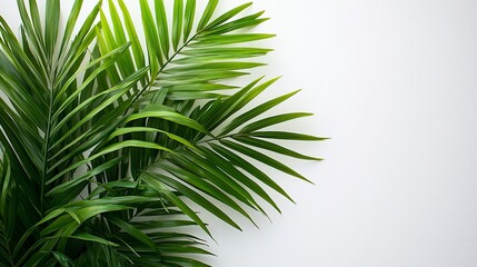Obraz premium Lush palm fronds against white