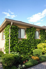 Obraz premium lush green ivy covering a light beige house exterior wall