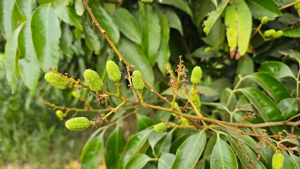  Small lychee fruit Growing on the tree. Lychee young, green leaf.  The lychees are in an early growth stage, indicating the start of their development.