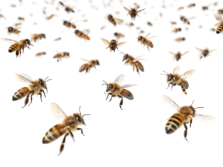 Swarm of bees flying in the air, showcasing their busy activity in a natural setting during daytime