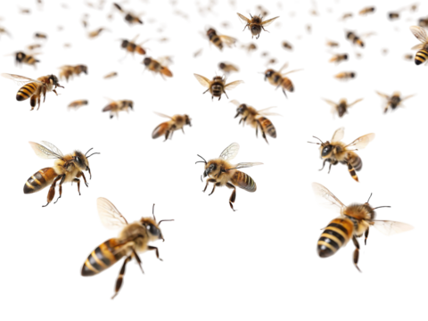 Swarm of bees flying in the air, showcasing their busy activity in a natural setting during daytime