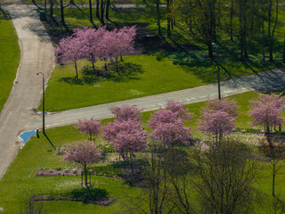 Aerial view of Riga Victory Park in Riga, Latvia, showcasing clusters of pink sakura trees, paved...