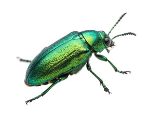 Detailed view of a vibrant green beetle with iridescent wings captured in natural light