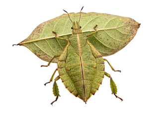 Insect camouflaged as a leaf on a white background showcasing nature's unique adaptation