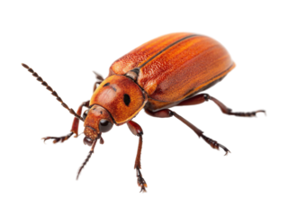 Bright orange beetle with striped patterns on its back crawls across a white surface in a close-up view during daylight