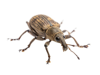 Close-up view of a detailed brown weevil displayed against a white backdrop, showcasing its unique features and textures