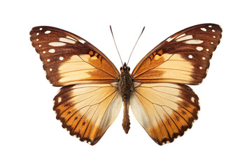 Fototapeta premium Colorful butterfly resting with open wings, showcasing intricate patterns and vibrant colors in natural light