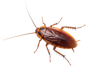 Brown cockroach crawls on a white surface in a close-up view highlighting its distinct features
