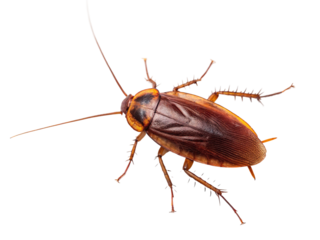 Brown cockroach crawls on a white surface in a close-up view highlighting its distinct features