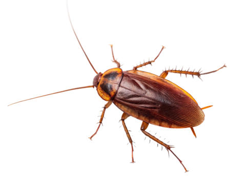 Brown cockroach crawls on a white surface in a close-up view highlighting its distinct features