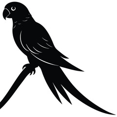Obraz premium A parrot silhouette perched on a branch,