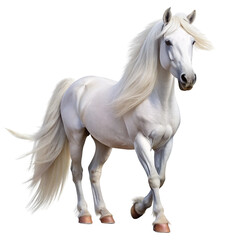 Naklejka premium horse isolated on white background