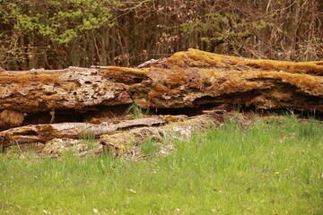 A large log is covered in moss and is sitting in a grassy field