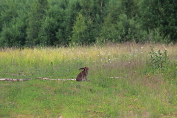 white hare in thick summer grass