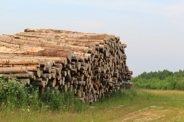 A stack of timber lies in a field on a summer day
