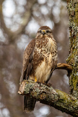 Common Buzzard (Buteo buteo)