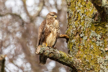 Common Buzzard (Buteo buteo)