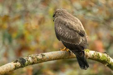 Common Buzzard (Buteo buteo)