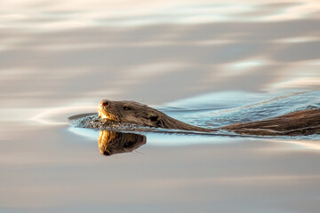 Eurasian Otter (Lutra lutra)